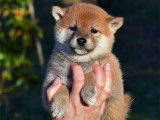&Eacute;l&eacute;gants chiots Shiba LOF : trois femelles et un m&acirc;le &agrave; r&eacute;server pour fin d&eacute;cembre 2021