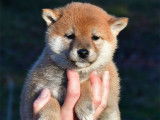 &Eacute;l&eacute;gants chiots Shiba LOF : trois femelles et un m&acirc;le &agrave; r&eacute;server pour fin d&eacute;cembre 2021