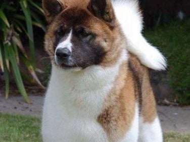 Un chien tricolore femelle Akita Américain de 6 ans LOF à acheter