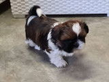 Chiots Shih Tzu LOF à vendre