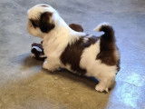 Chiots Shih Tzu LOF à vendre
