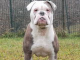 Jeune mâle old english bulldog pour saillie