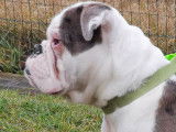 Jeune m&acirc;le old english bulldog pour saillie
