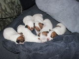 Chiots jack russell terrier lof