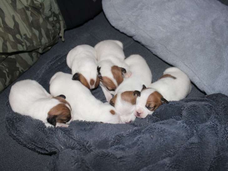 Chiots jack russell terrier lof