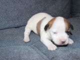 Chiots jack russell terrier lof