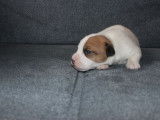 Chiots jack russell terrier lof