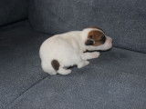 Chiots jack russell terrier lof