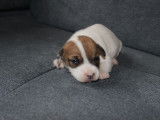 Chiots jack russell terrier lof