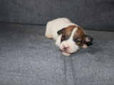 Chiots jack russell terrier lof