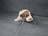 Chiots jack russell terrier lof