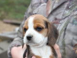 Dynamique chiot Beagle femelle LOF &agrave; r&eacute;server pour janvier 2022