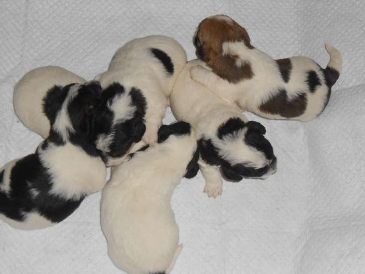 Cinq adorables chiots mâles Jack Russel Terrier LOF, cinq mâles, à réserver pour début février 2022