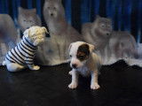 Splendides chiots Jack Russel Terrier LOF : cinq mâles à réserver pour mi-janvier 2022