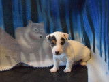 Splendides chiots Jack Russel Terrier LOF : cinq mâles à réserver pour mi-janvier 2022
