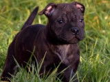 Disponibles à la vente : 2 chiots Staffordshire Bull Terrier noirs (LOF)