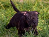 Disponibles à la vente : 2 chiots Staffordshire Bull Terrier noirs (LOF)