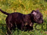 Disponibles à la vente : 2 chiots Staffordshire Bull Terrier noirs (LOF)