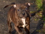 Disponibles à la vente : 2 chiots Staffordshire Bull Terrier noirs (LOF)