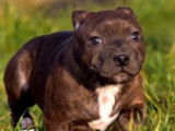 Disponibles à la vente : 2 chiots Staffordshire Bull Terrier noirs (LOF)