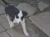 2 Chiots Border Collie noirs et blancs non LOF &agrave; acheter