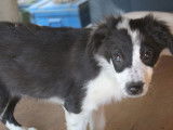 2 Chiots Border Collie noirs et blancs non LOF &agrave; acheter