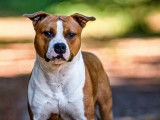Etalon American Staffordshire Terrier Champion de beauté