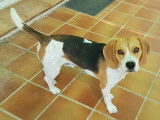 Beagle de petite taille LOF disponible pour saillie