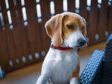 Beagle de petite taille LOF disponible pour saillie