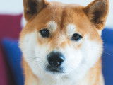Recherche femelle Shiba Inu pour saillie avec Oji
