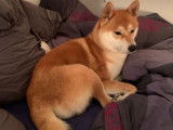 Recherche femelle Shiba Inu pour saillie avec Oji