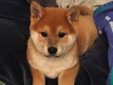 Recherche femelle Shiba Inu pour saillie avec Oji