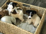 Chiots de race Jack Russell à vendre (3 femelles & 1 mâle)