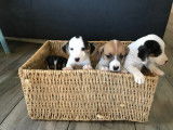 Chiots de race Jack Russell à vendre (3 femelles & 1 mâle)