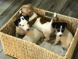 Chiots de race Jack Russell à vendre (3 femelles & 1 mâle)