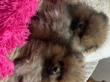Magnifique Spitz Poméranien de 3 mois à vendre