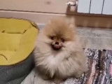 Magnifique Spitz Poméranien de 3 mois à vendre