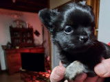 Un chiot Chihuahua m&acirc;le noir non LOF d&rsquo;octobre 2021 &agrave; vendre