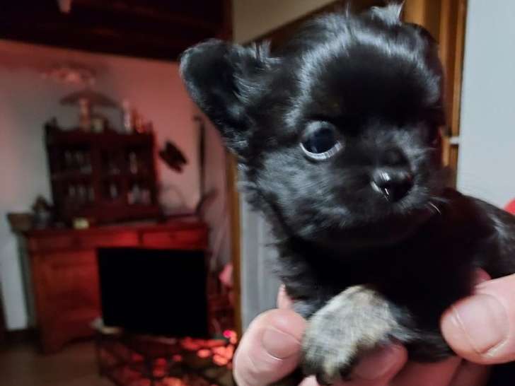 Un chiot Chihuahua mâle noir non LOF d’octobre 2021 à vendre