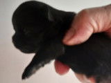 Un chiot Chihuahua m&acirc;le noir non LOF d&rsquo;octobre 2021 &agrave; vendre