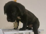 Disponibles &agrave; la vente : 6 chiots Cane Corso non LOF