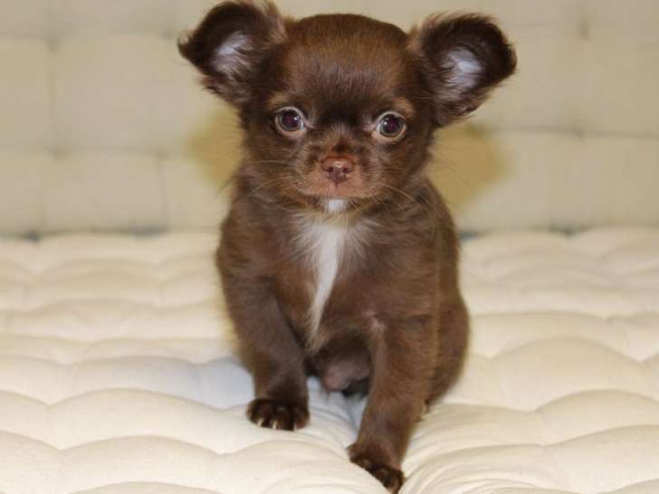 1 chiot mâle Chihuahua chocolat, de septembre 2021, en vente (non LOF)