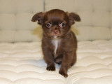 1 chiot mâle Chihuahua chocolat, de septembre 2021, en vente (non LOF)