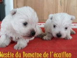 5 chiots Westie blancs LOF nés en 2021 en attente de réservation