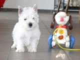 5 chiots Westie blancs LOF nés en 2021 en attente de réservation