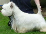 5 chiots Westie blancs LOF nés en 2021 en attente de réservation
