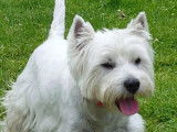 5 chiots Westie blancs LOF nés en 2021 en attente de réservation