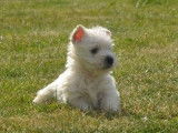 5 chiots Westie blancs LOF nés en 2021 en attente de réservation