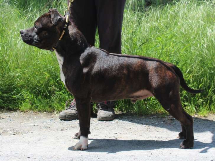 Etalon Staffordshire Bull Terrier bringé disponible pour saillie