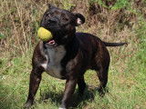 Etalon Staffordshire Bull Terrier bringé disponible pour saillie